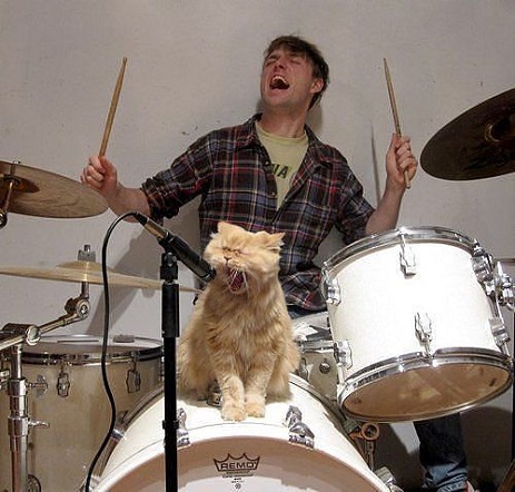 Cat 'N' Roll Cat 'N' Roll