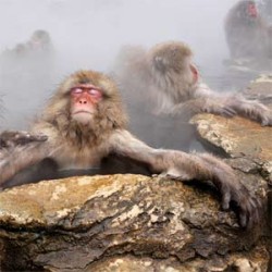 Ventura Ultima Necat