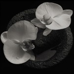 Mike Patton & Jean Claude Vannier - Corpse Flower