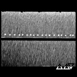 Vennart In The Dead, Dead Wood