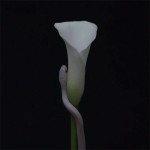 Animals As Leaders - Parrhesia