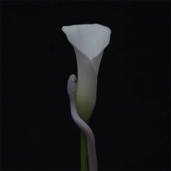 Animals As Leaders Parrhesia