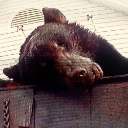 Truck Violence Violence