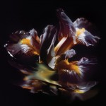 Raein - Forme Sommerse