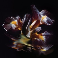 Raein - Forme Sommerse