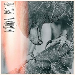 Author & Punisher Nocturnal Birding