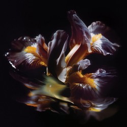 Raein Forme Sommerse