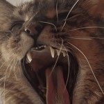 Showing Teeth - A Fate Worse Than Loneliness