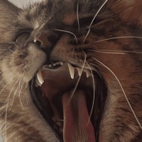 Showing Teeth - A Fate Worse Than Loneliness