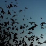 Ανασκόπηση 2011: Post Rock / Metal