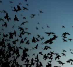 Ανασκόπηση 2011: Post Rock / Metal 