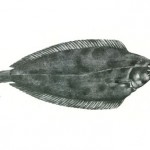 Ανασκόπηση 2014: Ελληνόφωνο Τραγούδι