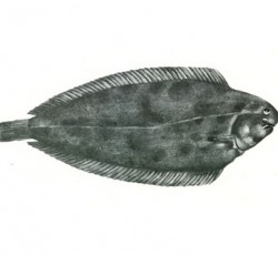 Ανασκόπηση 2014: Ελληνόφωνο Τραγούδι 