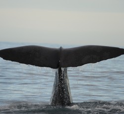 To Enter Pagan #9: "I am Ahab" 