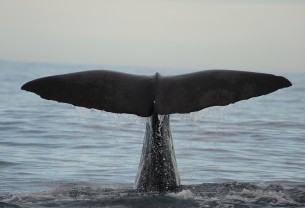 To Enter Pagan #9: "I am Ahab" 