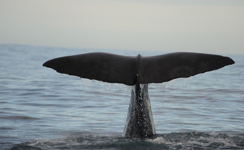 To Enter Pagan #9: "I am Ahab"
