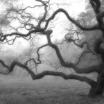 Το "Harvest" των Opeth παιγμένο από εννιά τσέλο καθηλώνει