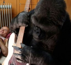 Ένας γορίλας με το μπάσο του Flea 
