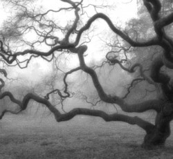 Το "Harvest" των Opeth παιγμένο από εννιά τσέλο καθηλώνει 