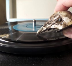 Αληθινό κρανίο γλάρου αντί για πικάπ! (video) 