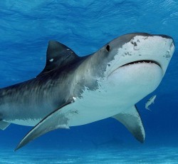 Ο καρχαρίες προτιμούν το …heavy metal 