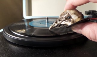 Αληθινό κρανίο γλάρου αντί για πικάπ! (video)