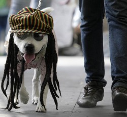 Τα σκυλιά αγαπούν τη reggae… 