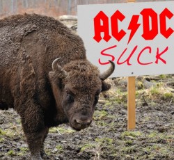 Βίσονας απομακρύνεται από αυτοκινητόδρομο υπό τους ήχους του …"Hells Bells" 