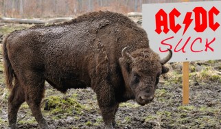 Βίσονας απομακρύνεται από αυτοκινητόδρομο υπό τους ήχους του …"Hells Bells"