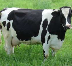 Ο ήχος ποιάς μπάντας βοηθάει στην αύξηση παραγωγής αγελαδινού γάλακτος; 