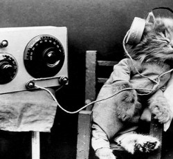 Μουσική για γάτες; Ναι, γιατί όχι; 