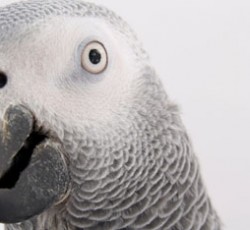 Οι παπαγάλοι προτιμούν τη rock και τη folk μουσική 