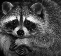 Σε απεργία το Rocking Racoon 