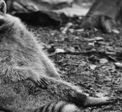 Το raccoon κάνει καθιστική διαμαρτυρία 