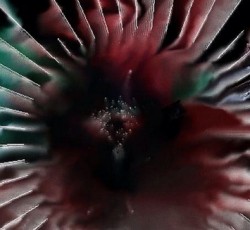 Οι Radiohead εμπλουτίζουν το application τους με καινούργια μουσική 