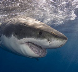 Η μουσική των AC/DC ηρεμεί τους... μεγάλους λευκούς καρχαρίες 