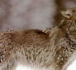 Το metal έσωσε 13χρονο από λύκους στη Νορβηγία 