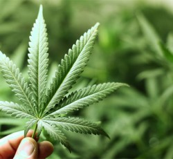 Το χορταράκι του θεού 