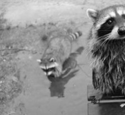 Rocking Raccoon - O House κλέβει τις μπογιές του Meat Loaf 