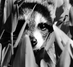 Rocking Raccoon - Όταν η μάνα μου γνώρισε τους Μέηντεν 