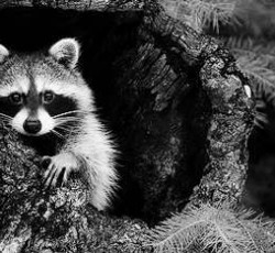 Rocking Raccoon - Χέη Ντιντζέη, βαλ' το Κουτσουμπιλά 