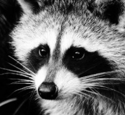 Rocking Raccoon - Με λένε Wes και είμαι καλά 