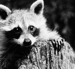 Rocking Raccoon - Οι Mastodon στην Παραολυμπιάδα 