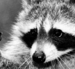 Rocking Raccoon - Ο Τζόε, Ο Άβερελ, ο Τοντ και ο Ολιβέρι 