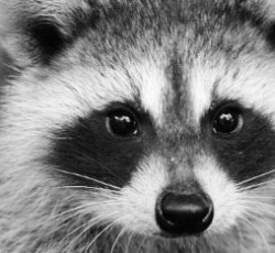 Rocking Raccoon - Μηδέν 