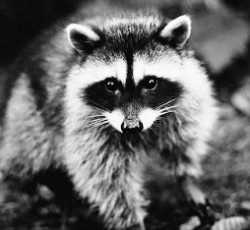 Rocking Raccoon - Πυτζάμες στο Νεκροκρέβατο 