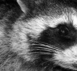 Rocking Raccoon - Ενόργανη και Μπελούγκες 