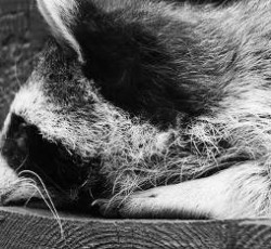 Rocking Raccoon - Φεστιβάλ και Συναγωγή 