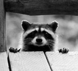 Rocking Raccoon - Οι  Evanescence τζαμπαράουν! 