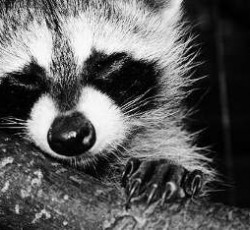 Rocking Raccoon - Κενά Αέρος 